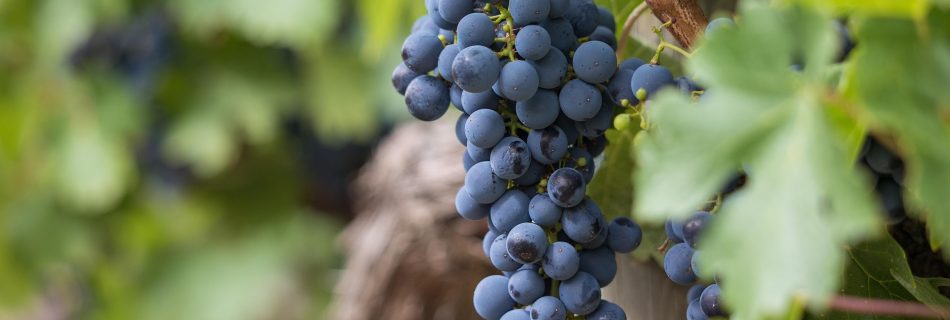 haggenkyrkan-oxelosund-undervisning-andens-frukter