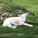 haggenkyrkan-oxelosund-undervisning-psalm-23