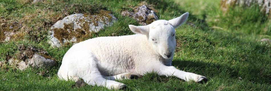 haggenkyrkan-oxelosund-undervisning-psalm-23
